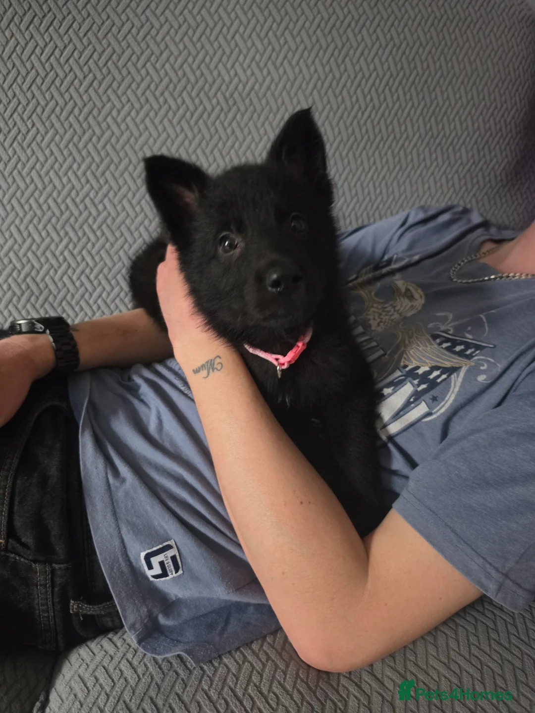 German Shepherd dogs for sale: Black German shepherd  - Advert 1