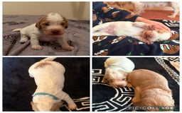 Cocker Spaniel dogs for sale: Beautiful cocker spaniel puppies  - Image 2