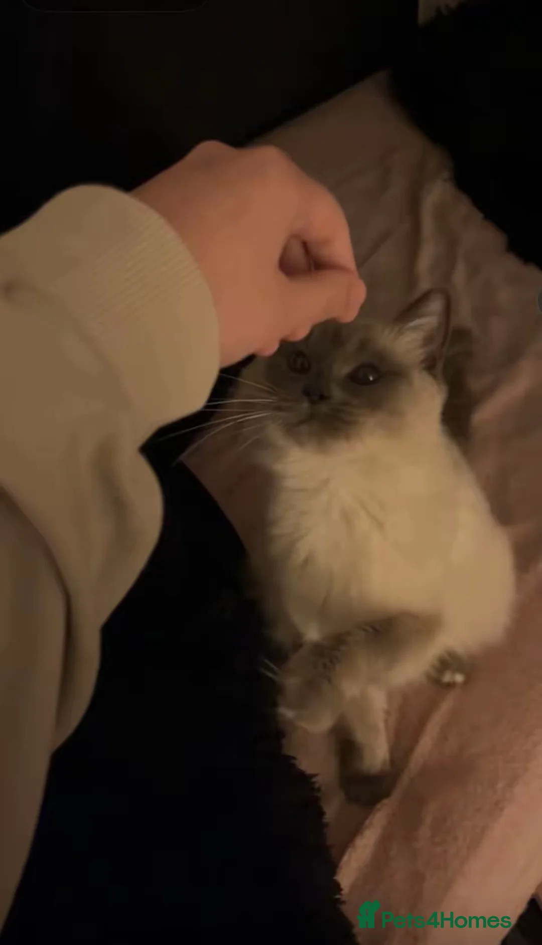 Ragdoll cats for sale: Purebred Ragdoll cat, fully trained in Oldham - Advert 5