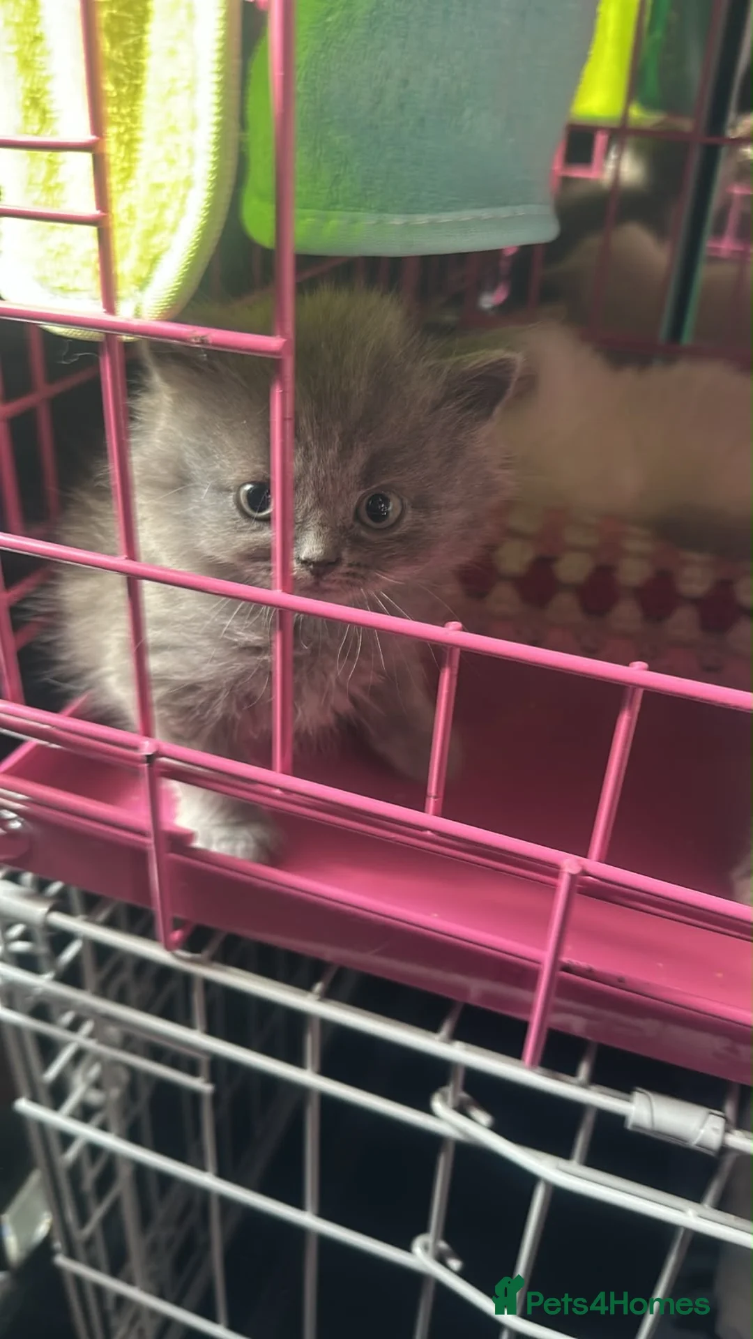 Ragdoll cats for sale: Ragdoll x British shorthair  - Advert 2