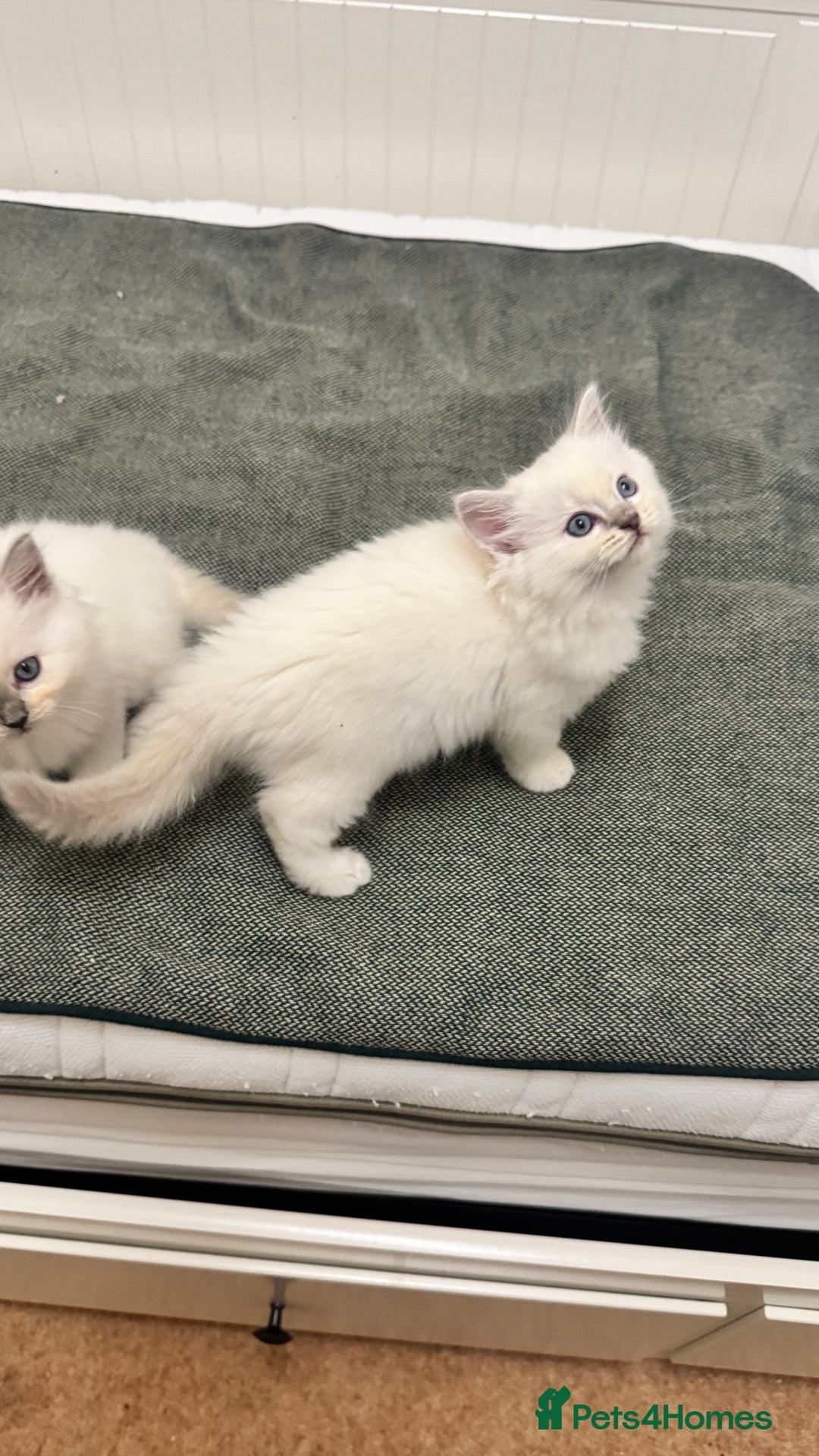 Ragdoll cats for sale: GCCF reg , Rare and milky white Lilac kittens  - Advert 22