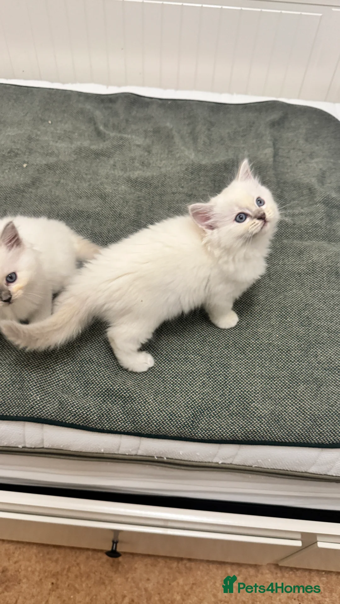 Ragdoll cats for sale: GCCF reg , Rare and icy  white Lilac kittens  - Advert 22