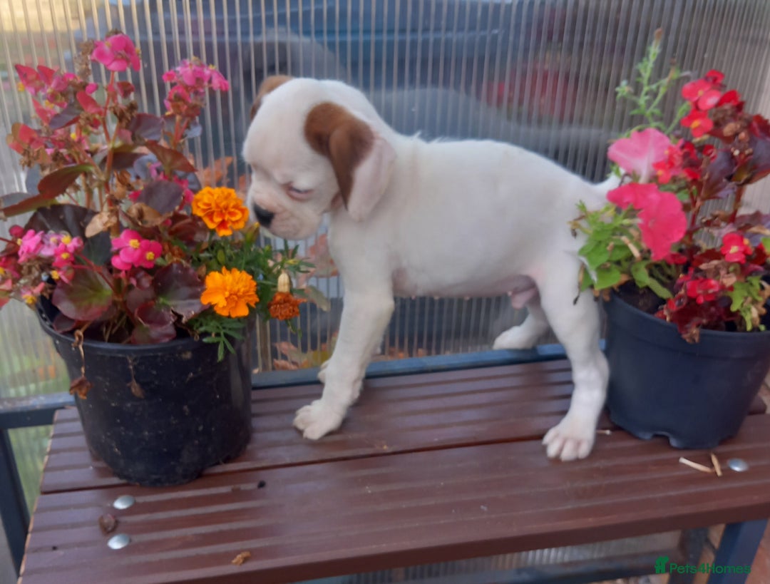 Boxer dogs for sale: KC Registered and ONLY 4 Left! See my 5* reviews - Image 6