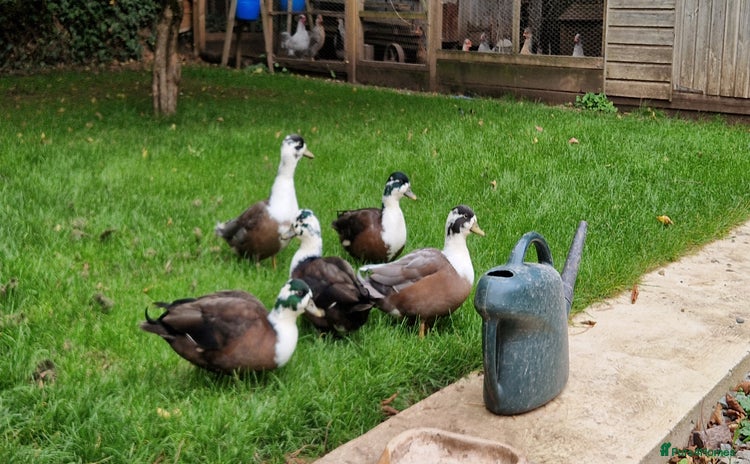 Ducks poultry - Advert 3