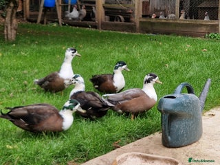 Ducks poultry - Advert 19