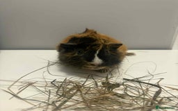 Guinea Pig rodents for sale: 4x male Guniea pigs  - Advert 3