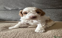 Cockapoo dogs for sale: F1BB Toy Cockapoo puppies - Image 27