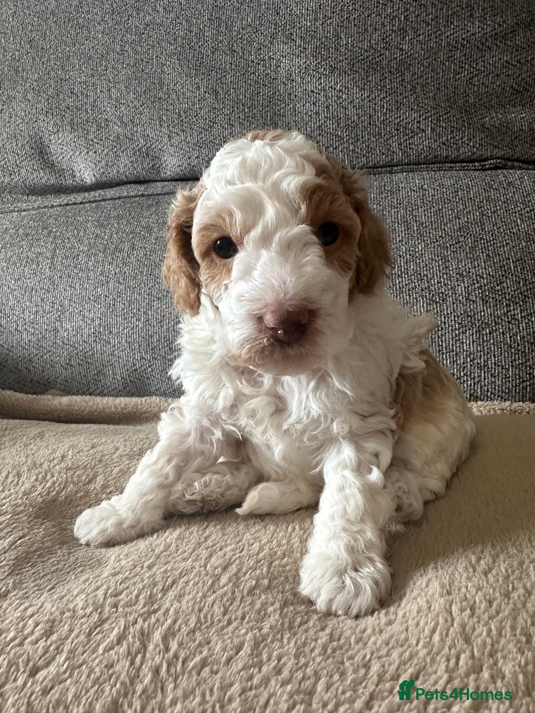 Cockapoo dogs for sale: F1BB Toy Cockapoo puppies - Image 27