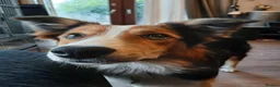 Mixed Breed dogs for sale: Border x Welsh Collie  - Advert 4