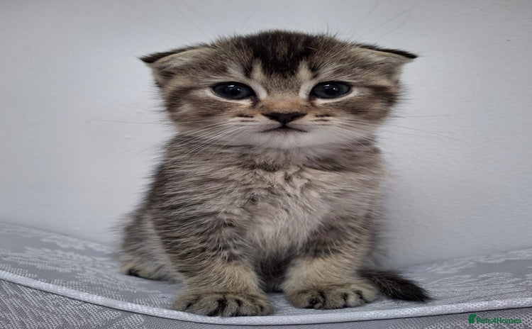Scottish Fold cats - Advert 1