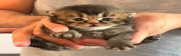 British Shorthair cats for sale: Beautiful Chunky Pure British Shorthair Kittens - Advert 7