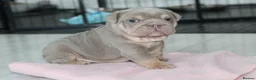 English Bulldog dogs for sale: ⭐️⭐️⭐️ EXCEPTIONAL ENGLISH BULLDOG PUPPIES ⭐️⭐️⭐️ - Advert 7