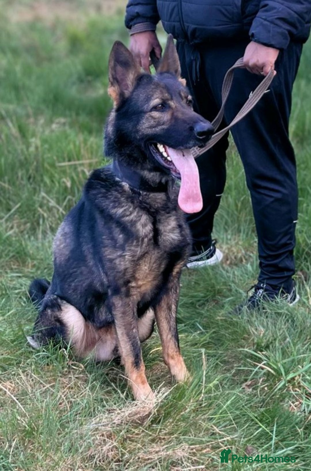 German Shepherd dogs for stud: CZECK LINE GERMAN SHEPHERD FOR STUD DUTIES ONLY  - Image 5