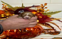 Cavapoo dogs for sale: 4 f1 ruby red Cavapoo babies looking for families  - Image 5