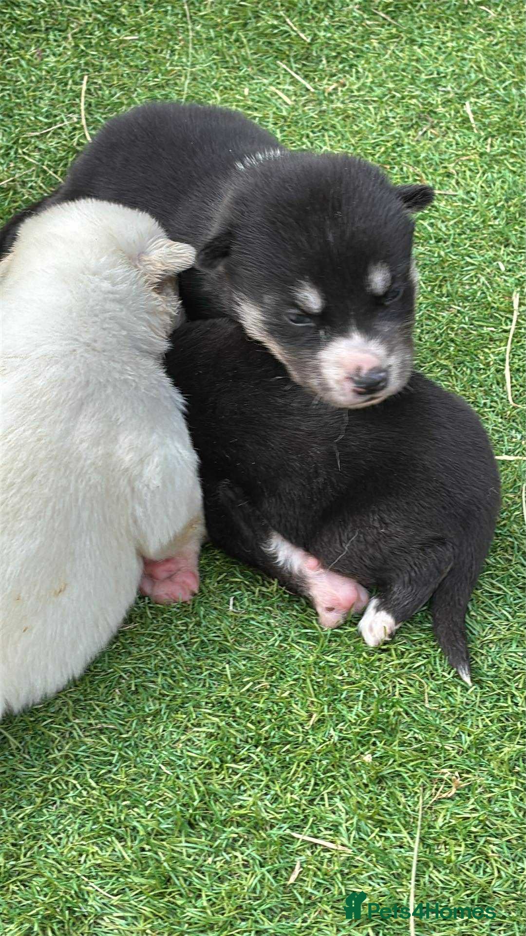 Siberian Husky dogs for sale: Husky  - Image 3