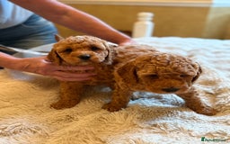 Cockapoo dogs for sale: Cockapoo Puppies - Image 4