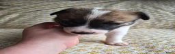 Border Collie dogs for sale: Border Collie puppies for sale in Crediton - Advert 15