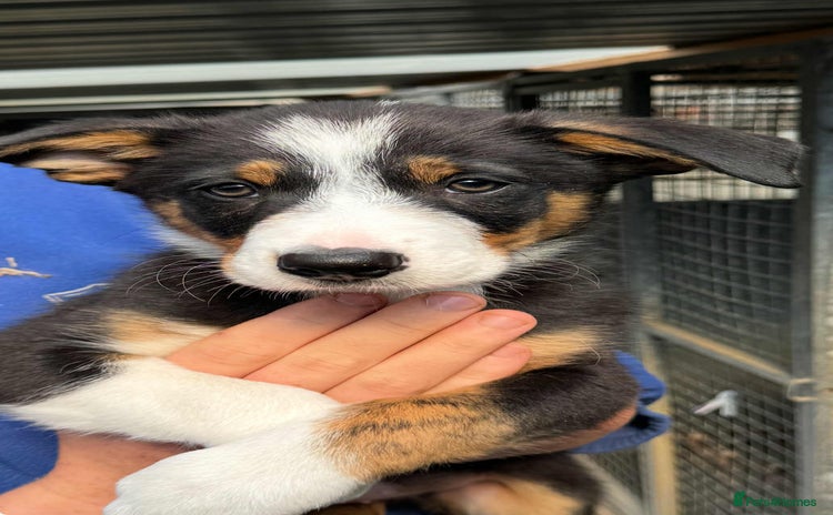Border Collie dogs - Advert 13