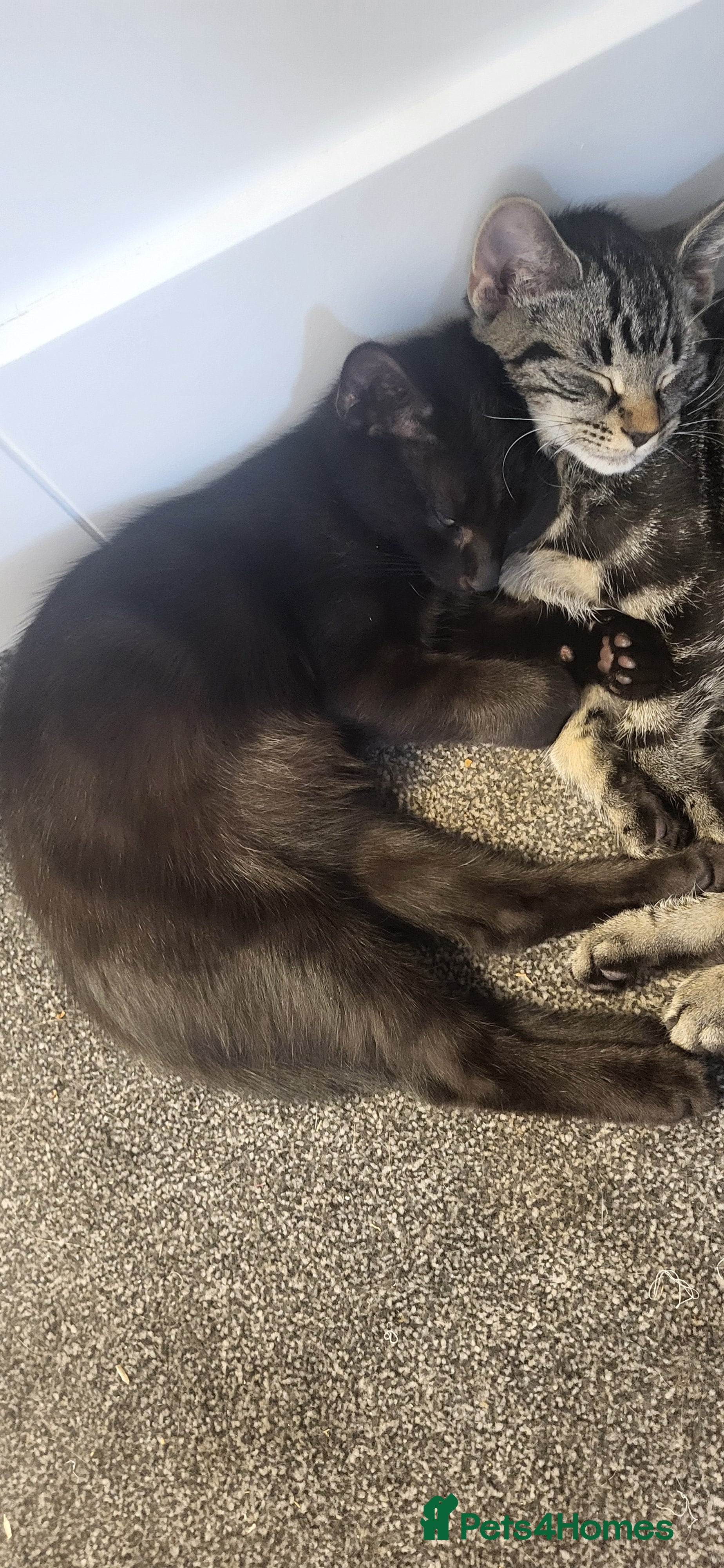 British Shorthair cats Fun loving BSH black tabby kitten - Advert 1