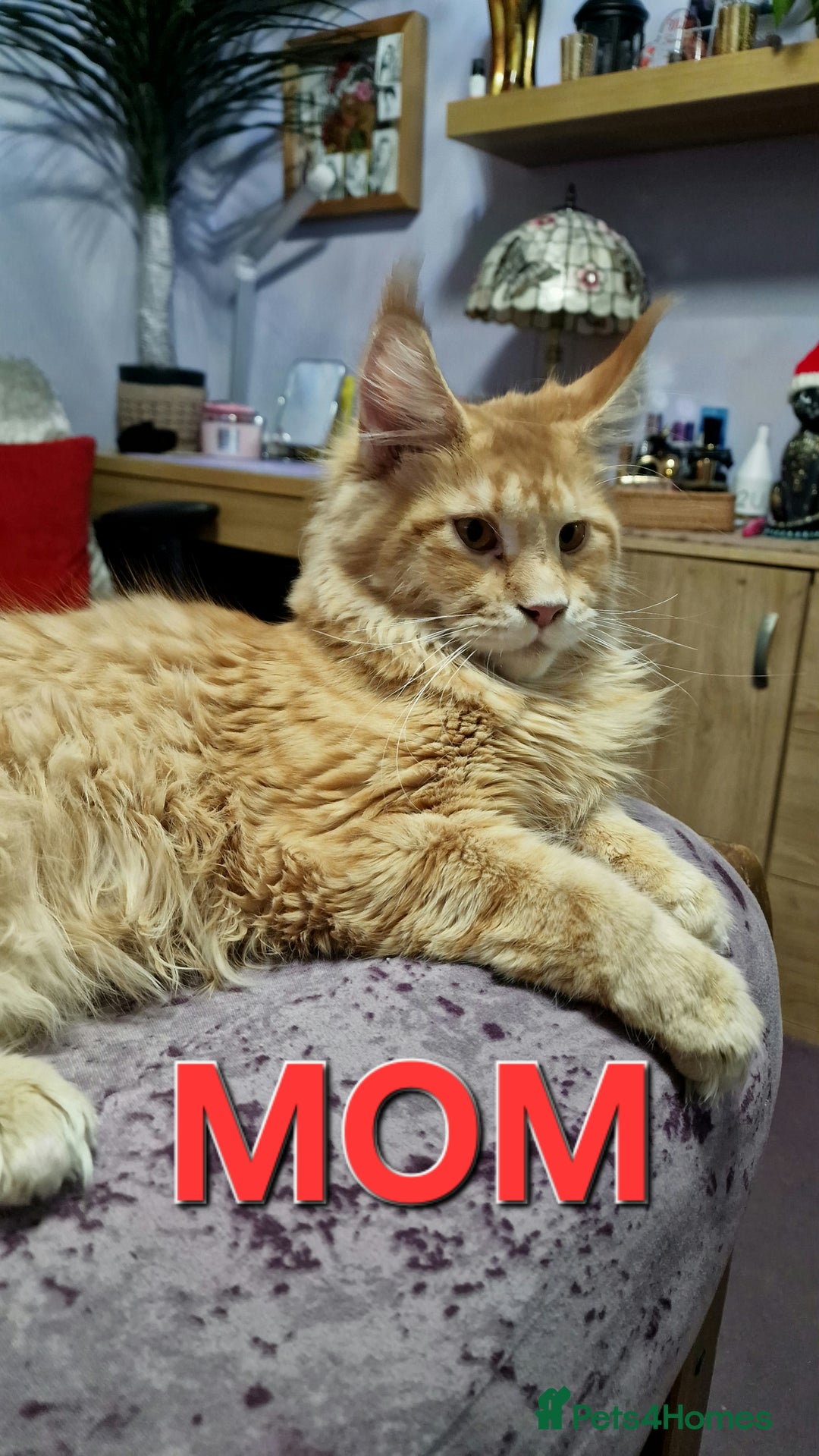 Maine Coon cats for sale: Maine Coon Kittens Looking for Loving Homes - Advert 13