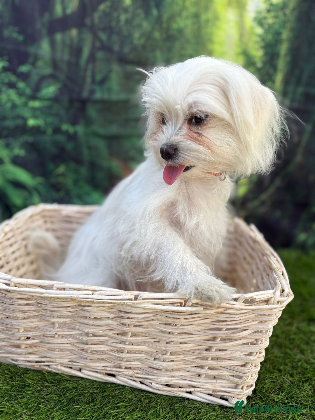 Maltese dogs for sale:  Maltese looking for a new home only 1 boy left - Image 3