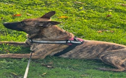 Mixed Breed dogs for sale: Belgium malnois  - Image 6