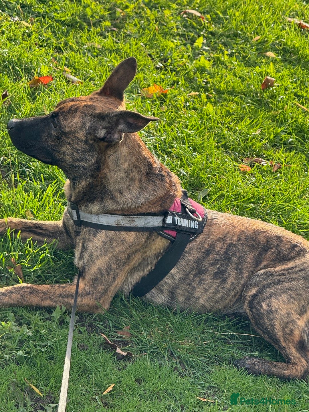 Mixed Breed dogs for sale: Belgium malnois  - Image 6