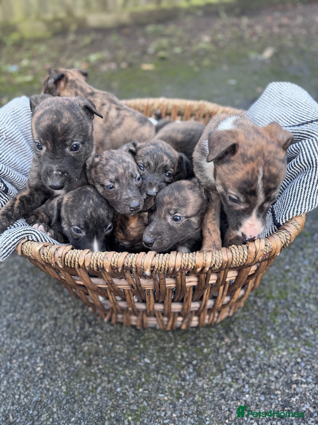 Mixed Breed dogs for sale: Beautiful litter of puppies  - Image 3