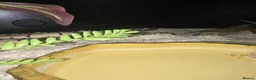 Python Snake reptiles for sale: ROYAL / BALL PYTHON in Cwmbran - Advert 5