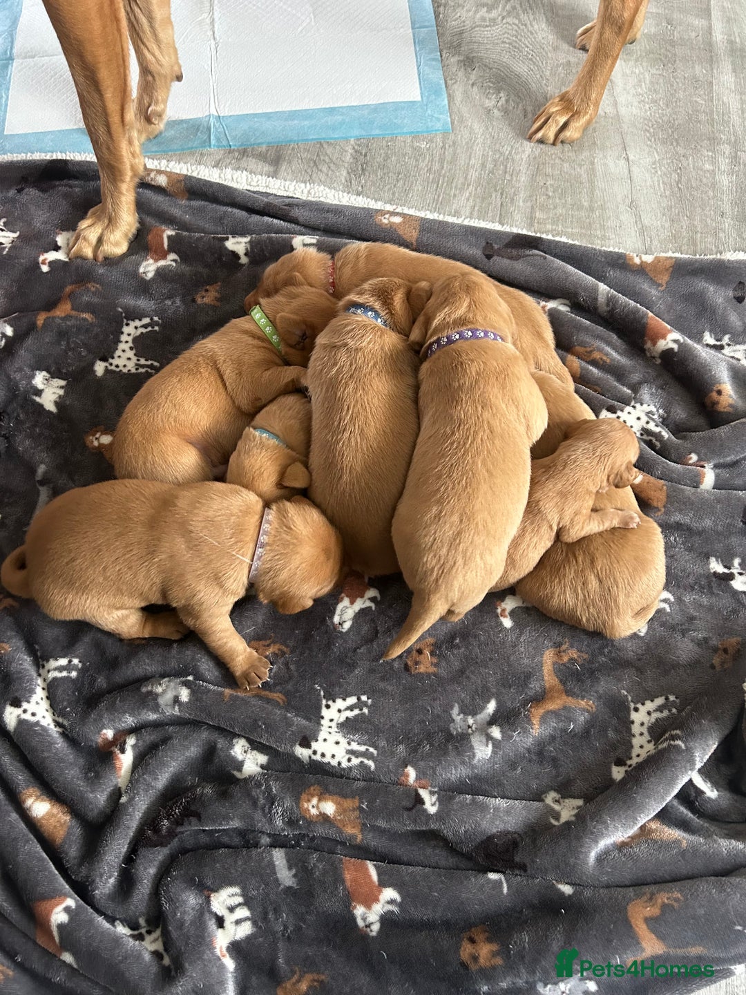 Labrador Retriever dogs for sale: Fox Red Labradors pups looking for forever homes. - Image 3