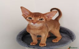 Abyssinian cats for sale: Available NOW 🤩Abyssinian kittens 😍 in Lincoln - Image 13