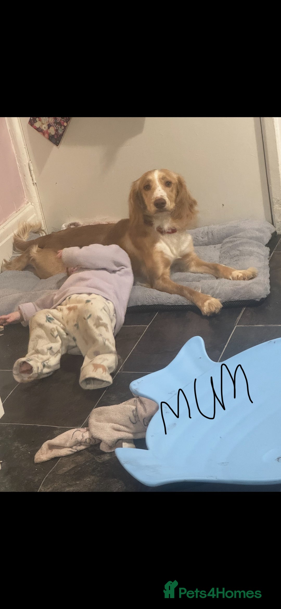 Cocker Spaniel dogs for sale: 6 beautiful cocker spaniels puppy’s born 01/12/25 - Advert 13