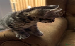 Bengal cats for sale: Bengal mixed  - Image 2