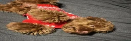 Cockapoo dogs for stud: F1 red cockapoo for stud in Reading - Advert 4