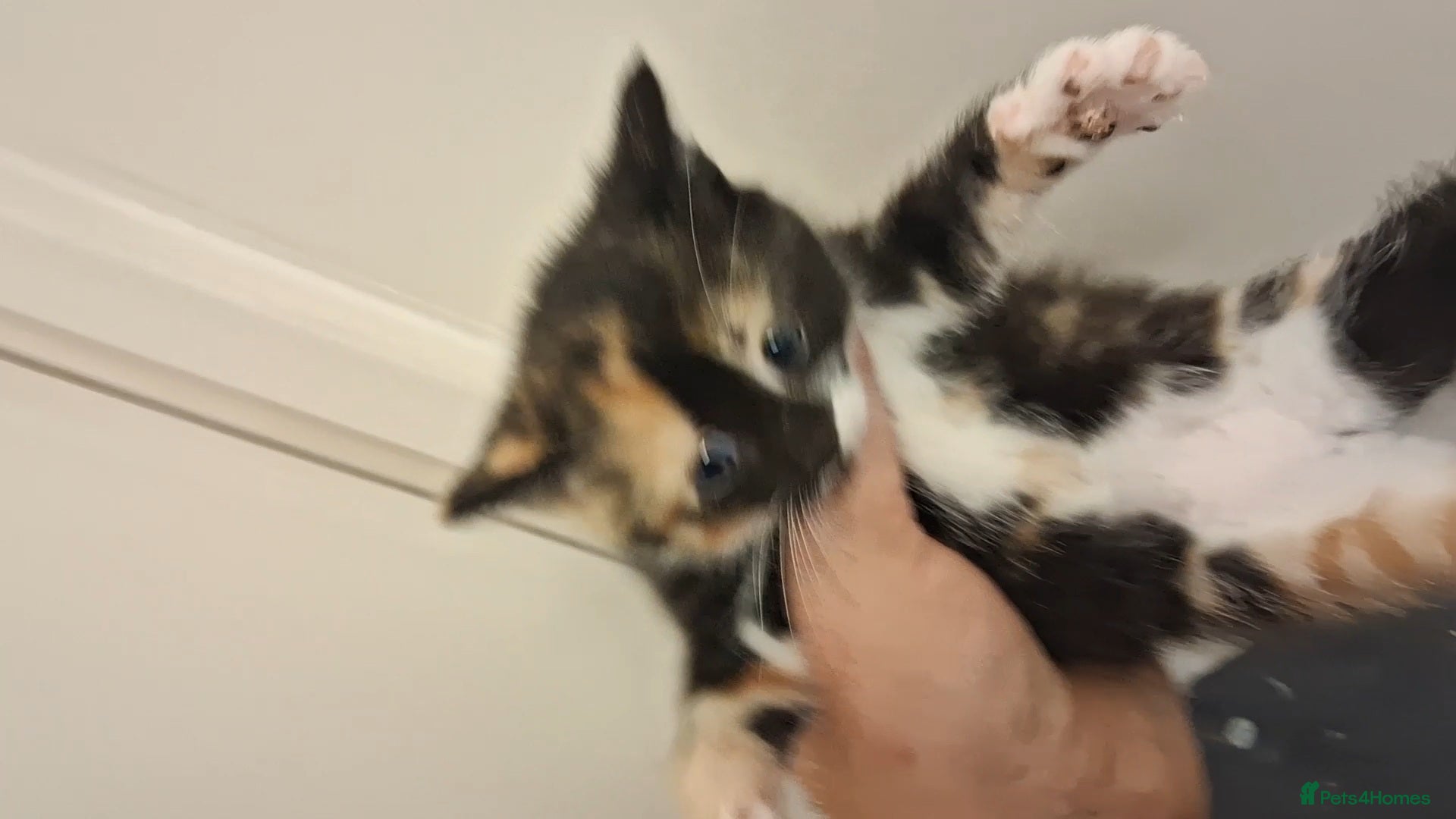 Domestic Shorthair cats for sale: 2 BEAUTIFUL KITTENS AND MUM AVAILABLE - Advert 16