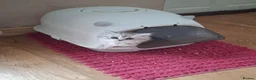 Persian cats for sale: Persian chinchilla  - Advert 3