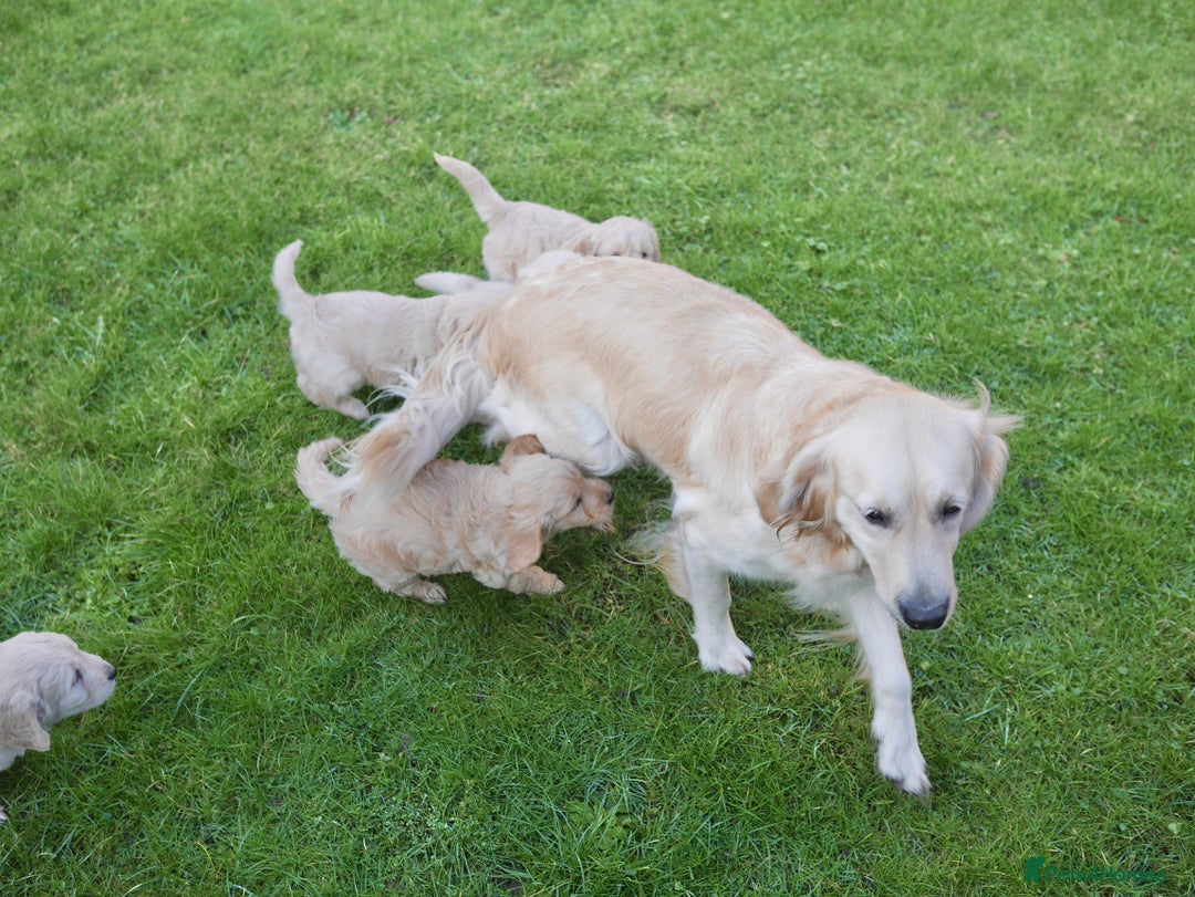 Mini Goldendoodle dogs for sale: Quality Health Tested F1 Miniature Goldendoodles  - Advert 25