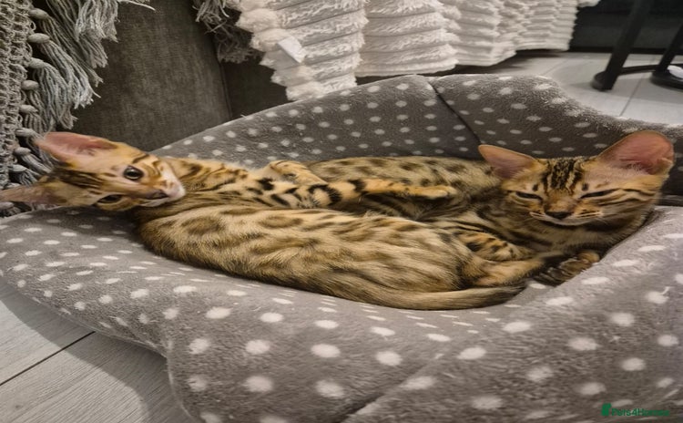 Bengal cats - Advert 2