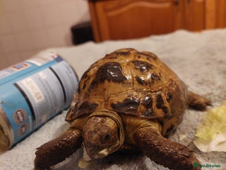 Tortoise reptiles Horsefield - Advert 1