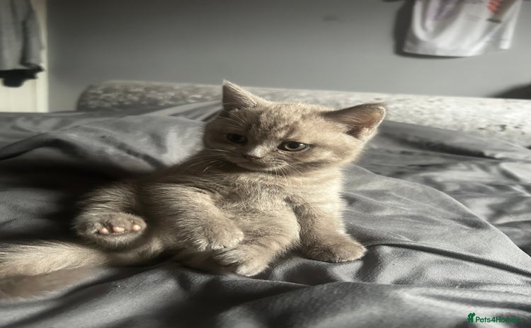 British Shorthair cats - Advert 14
