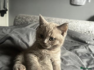 British Shorthair cats - Advert 31