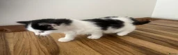 Persian cats for sale: Beautiful Persian Kittens Ready for Forever Homes - Advert 32