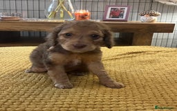 Cockapoo dogs for sale: Cockapoo puppies  - Image 8