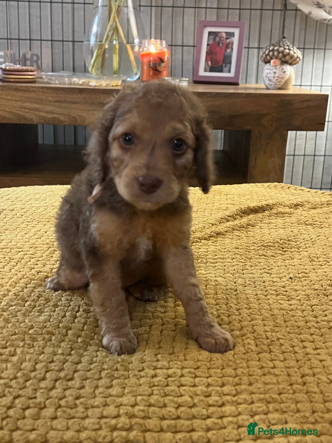 Cockapoo dogs for sale: Cockapoo puppies  - Image 8
