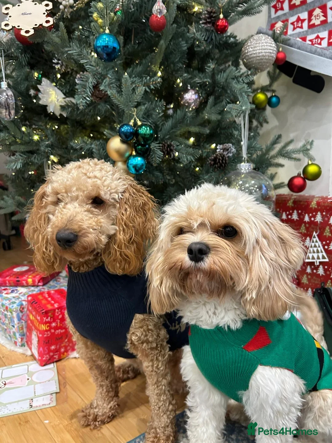 Cavapoo dogs for sale: F1B Cavapoo Puppies for Sale - Advert 4