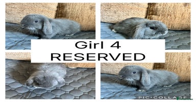Mini Lop rabbits - Advert 8