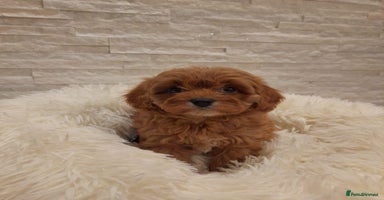 Cavapoo dogs - Advert 3
