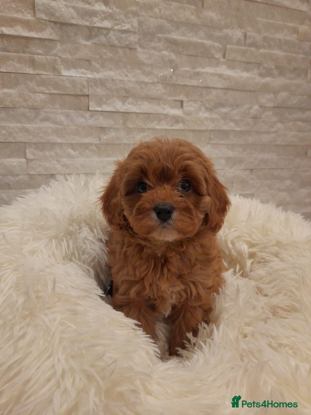 Cavapoo dogs for sale: Beautiful Cavapoos  - Image 2