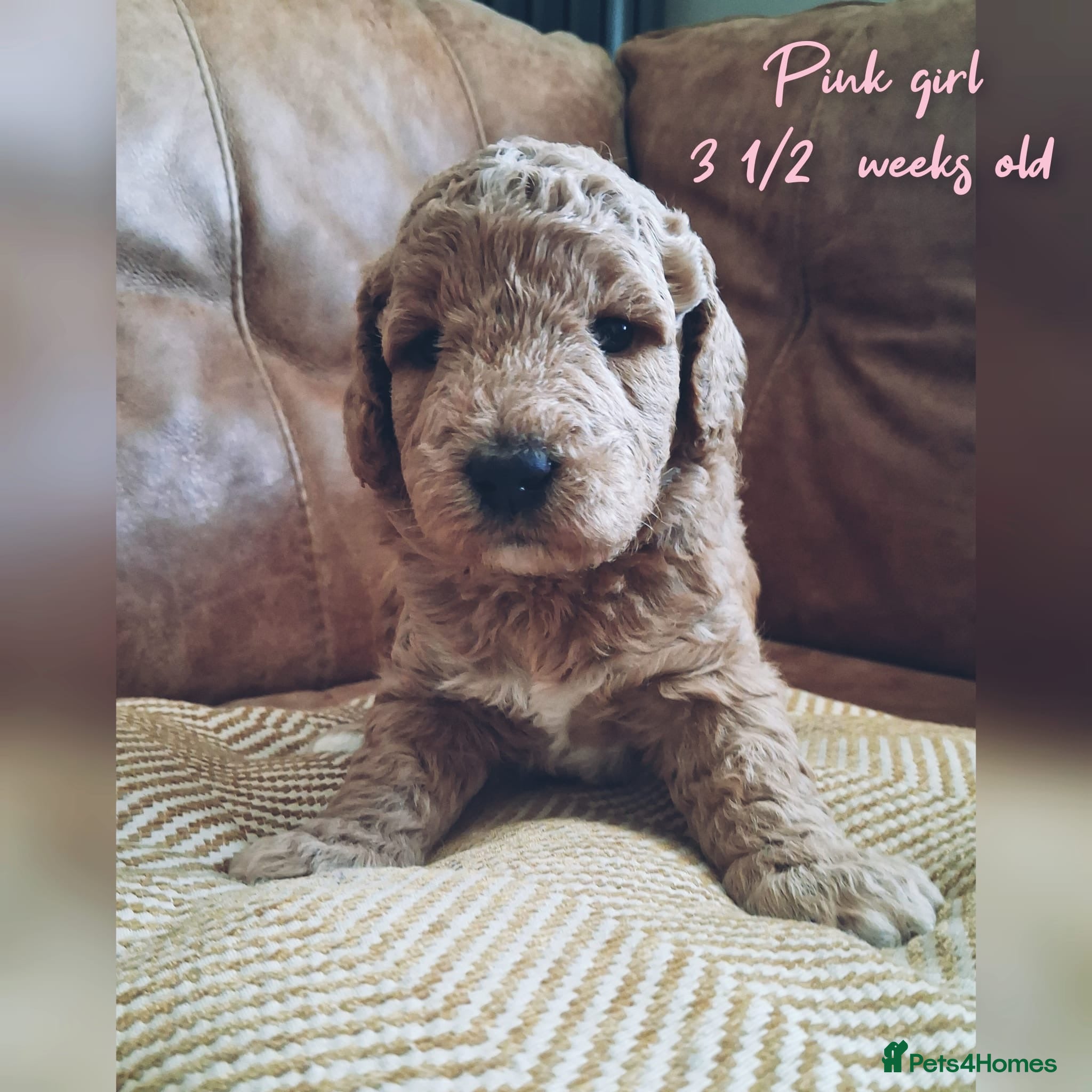 Mini Goldendoodle dogs DNA health tested miniature f2b goldendoodles - Advert 1