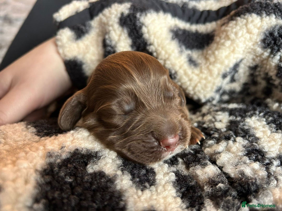 Cocker Spaniel dogs for sale: Working cocker spaniel puppies kc reg  - Advert 5